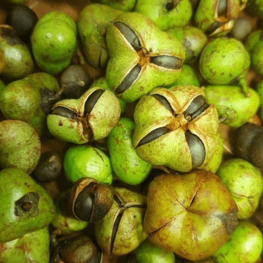 Масло семян чайной камелии