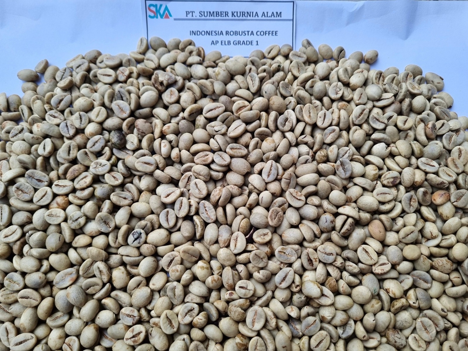 [SKA] Robusta AP ELB Grade 1