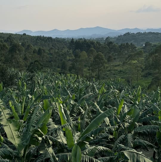 Микролоты и региональный кофе из Уганды.