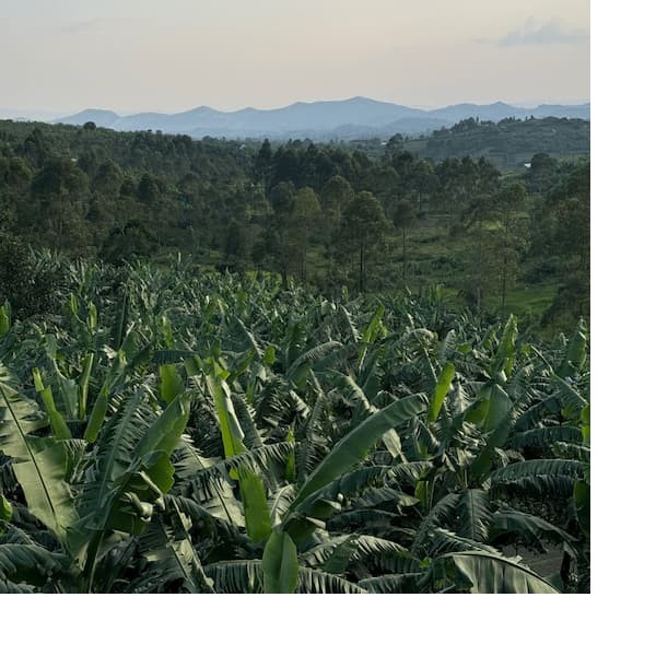 Микролоты и региональный кофе из Уганды.