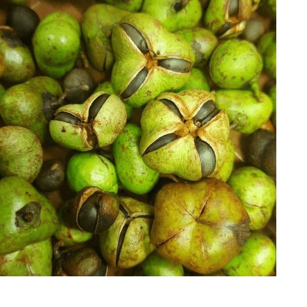 Масло семян чайной камелии