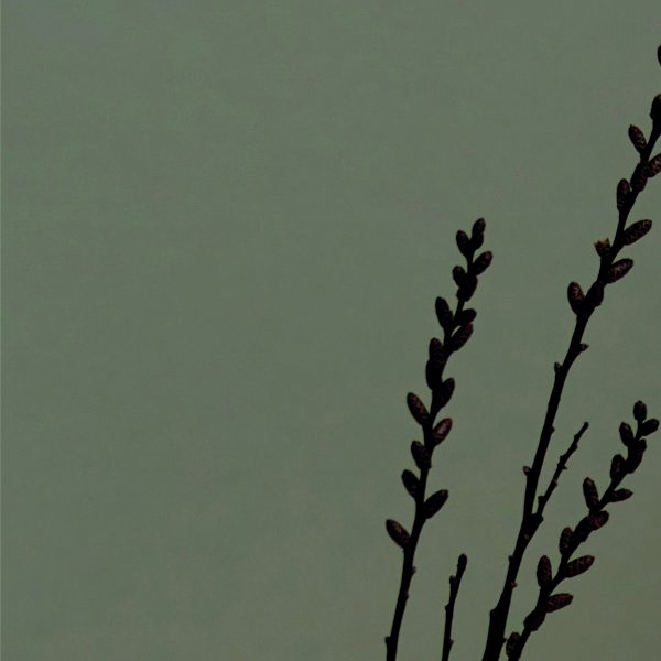 Бразилия Конилон Фазенда Пессин