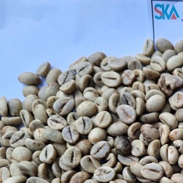 [SKA] Robusta AP ELB Grade 1